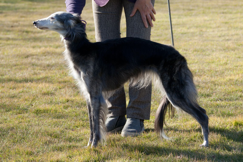 BIS　シルケン・ウインドハウンド（雌）