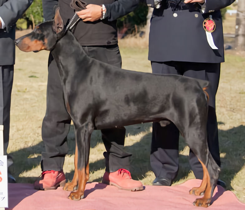 R.BIS　ドーベルマン（雄）