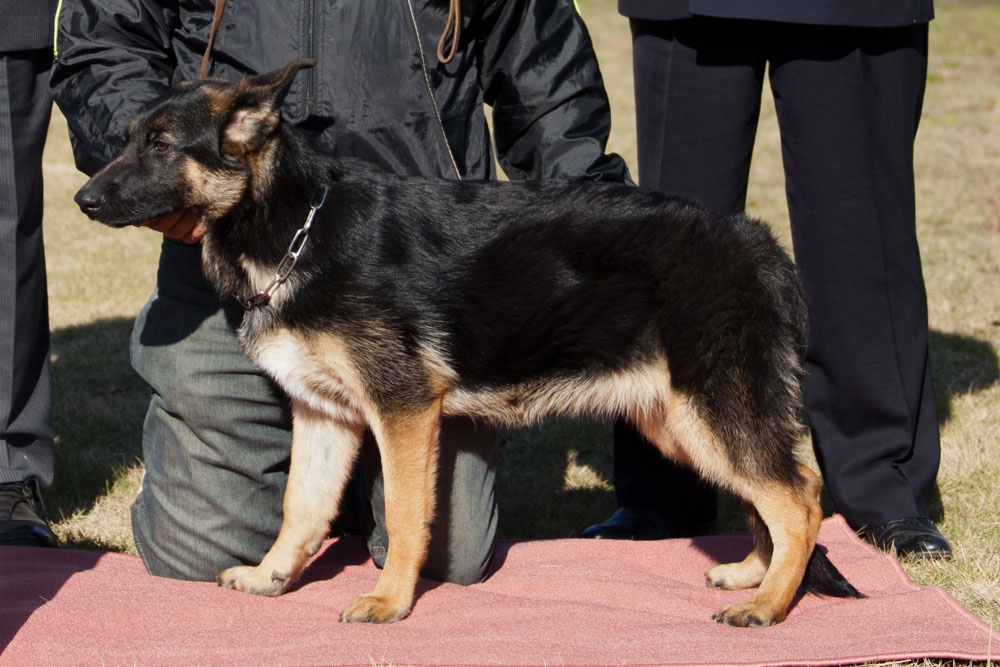 BIS	シェパード（雌）